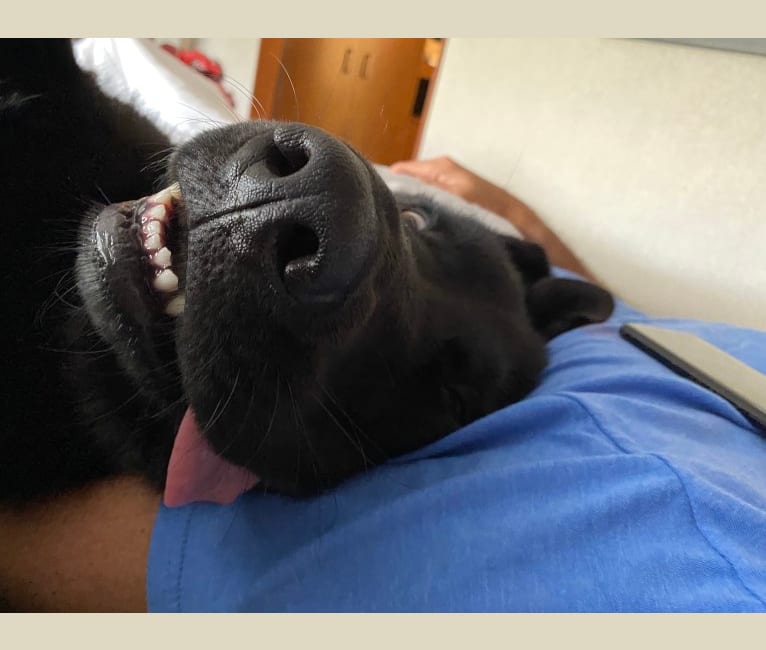 Otto (Othello), a German Shepherd Dog and Newfoundland mix tested with EmbarkVet.com