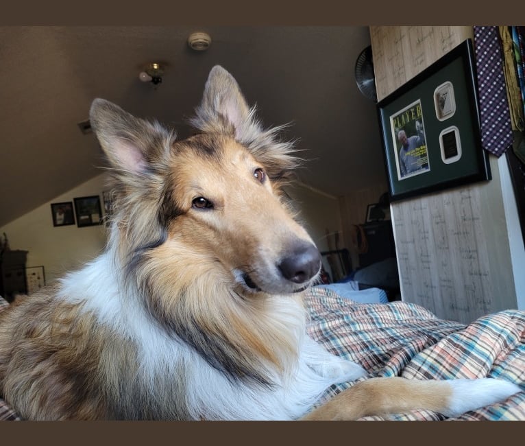 Photo of Jackson, a Collie  in Charlotte, NC, USA