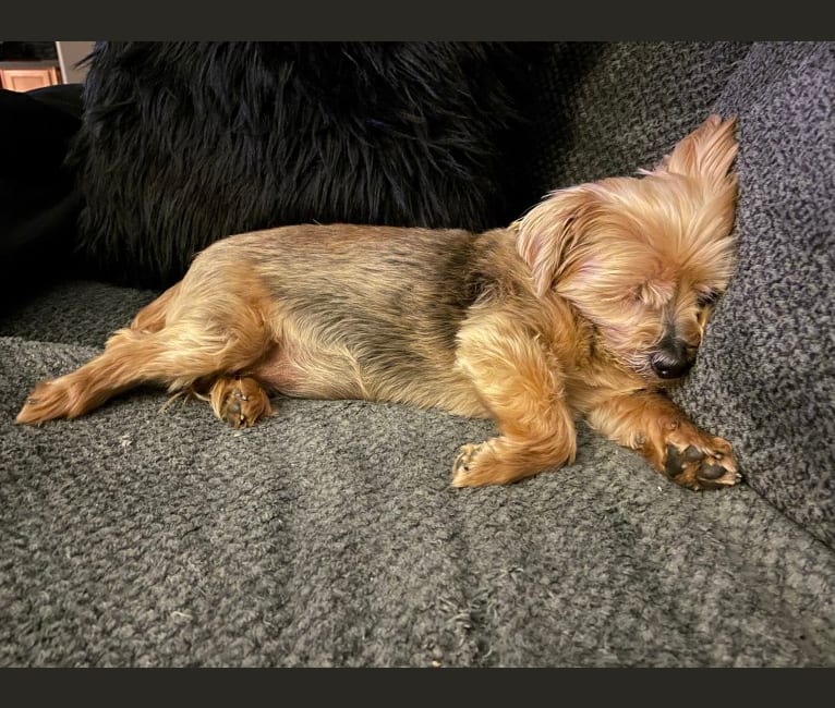 Tiggy, a Silky Terrier tested with EmbarkVet.com