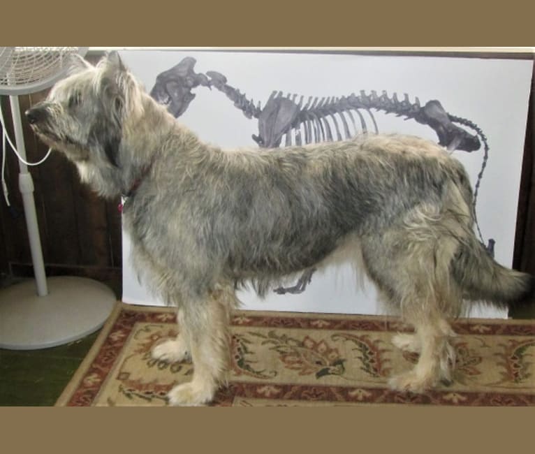 Photo of Toodles, an Alaskan Malamute, German Shepherd Dog, and Irish Wolfhound mix in White City, Oregon, USA
