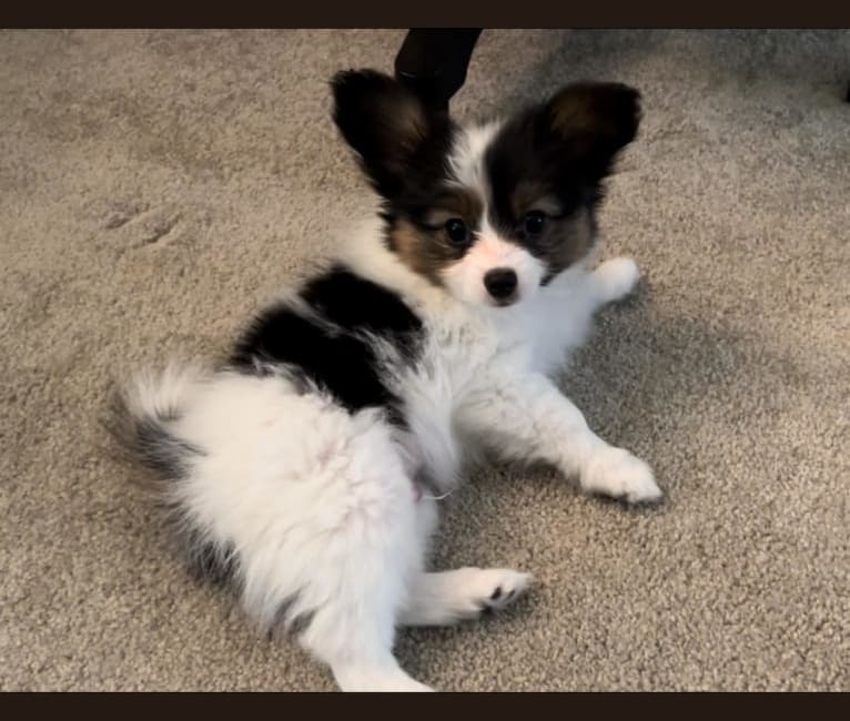 Cowboy, a Papillon tested with EmbarkVet.com