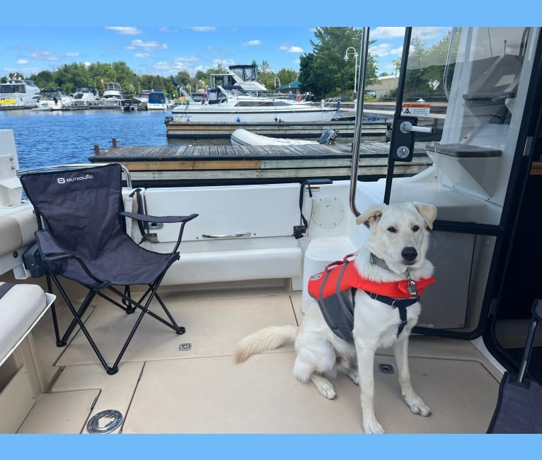 Walter, an Alaskan Malamute and Siberian Husky mix tested with EmbarkVet.com