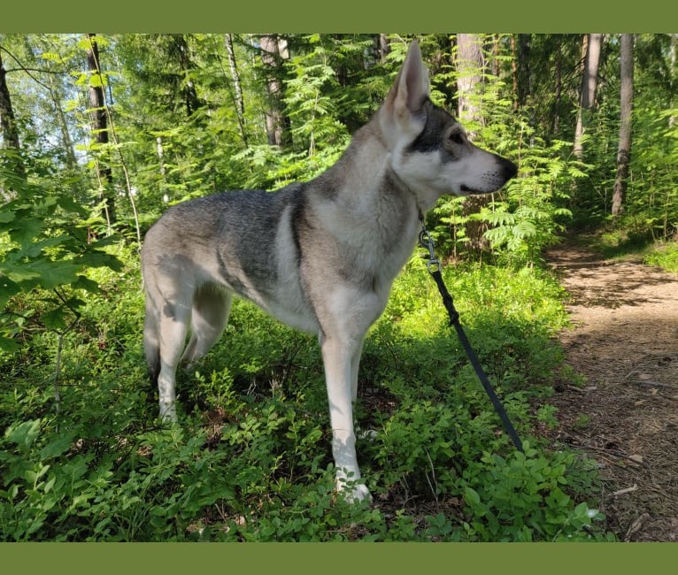 Sjöfn, a German Shepherd Dog and Siberian Husky mix tested with EmbarkVet.com