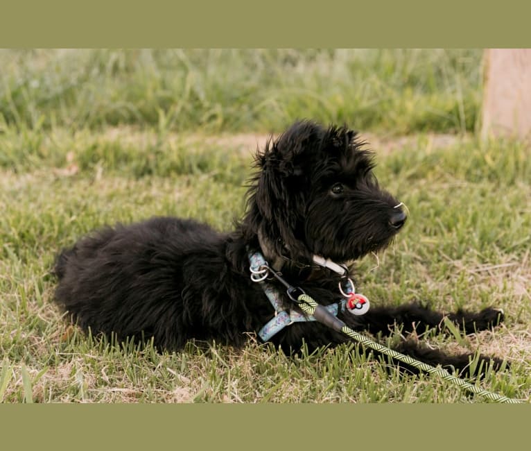 Photo of Ash, a Poodle (Standard), German Shepherd Dog, and Mixed mix in Los Angeles, California, USA