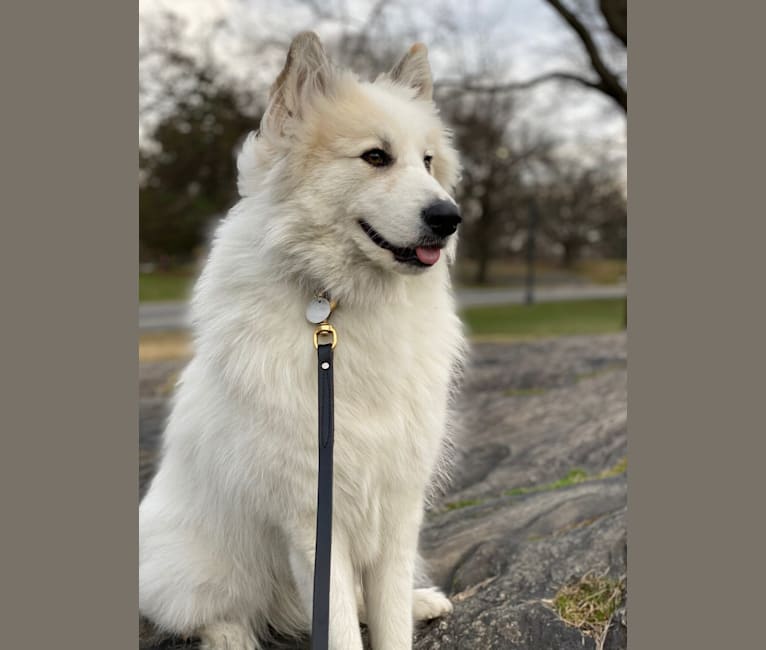 Nanuk, a Great Pyrenees and German Shepherd Dog mix tested with EmbarkVet.com