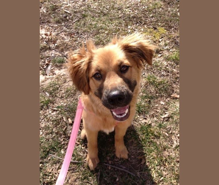 German shepherd springer spaniel mix 2025