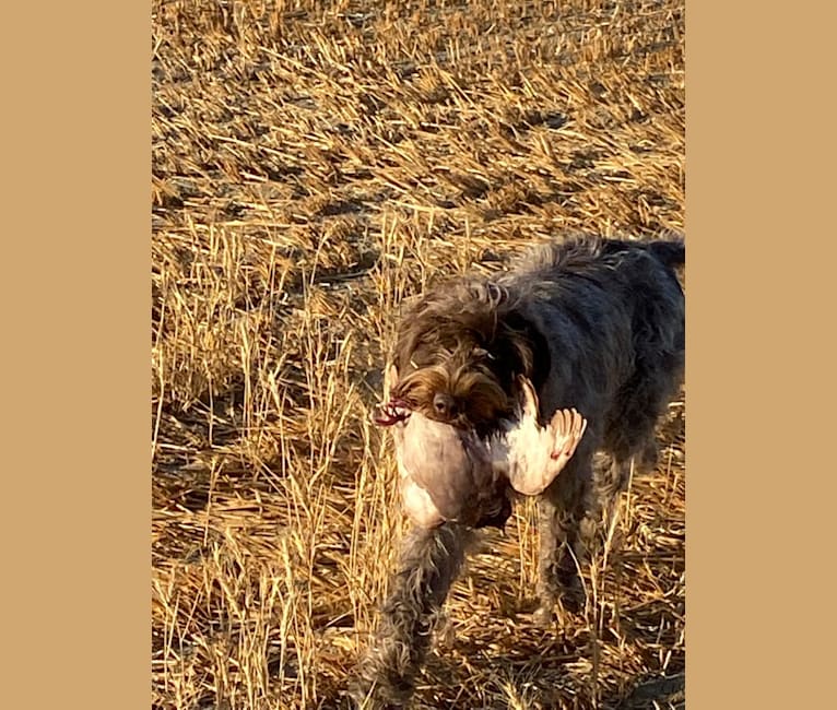 CH Gun Creek's Annie Get Your Gun, a Wirehaired Pointing Griffon tested with EmbarkVet.com
