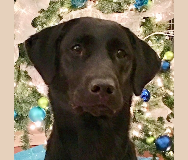 Photo of Saylor Lee, a Labrador Retriever  in Knoxville, Tennessee, USA