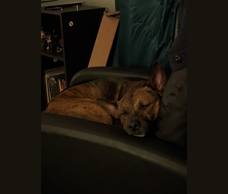 Scooby, an American Pit Bull Terrier and Australian Cattle Dog mix tested with EmbarkVet.com
