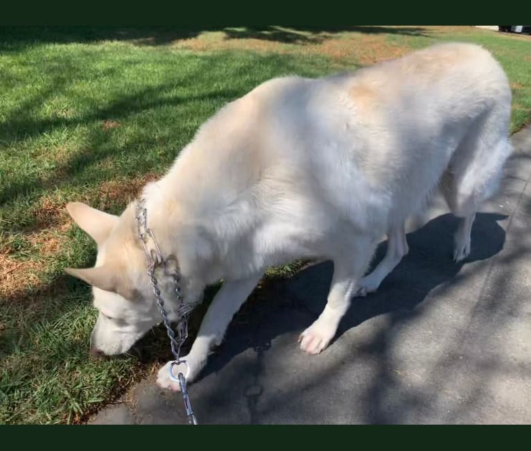 Bella, a German Shepherd Dog tested with EmbarkVet.com