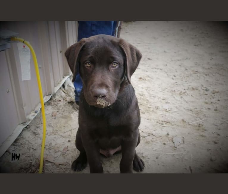 Photo of STK9s Colt45s Heart Of A Hero, a Labrador Retriever  in Southtown K9, Buell Road, Rock Falls, IL, USA