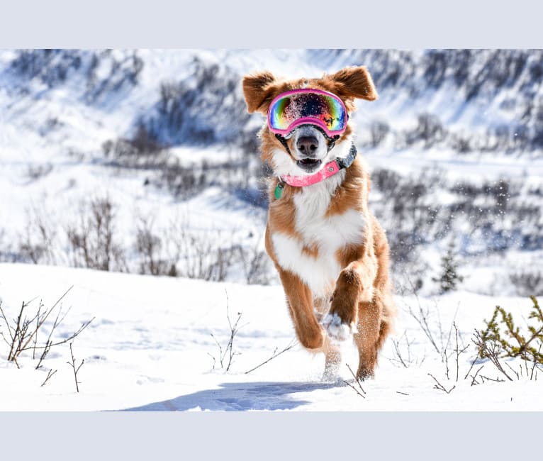 Honey, a Bernese Mountain Dog and German Shepherd Dog mix tested with EmbarkVet.com