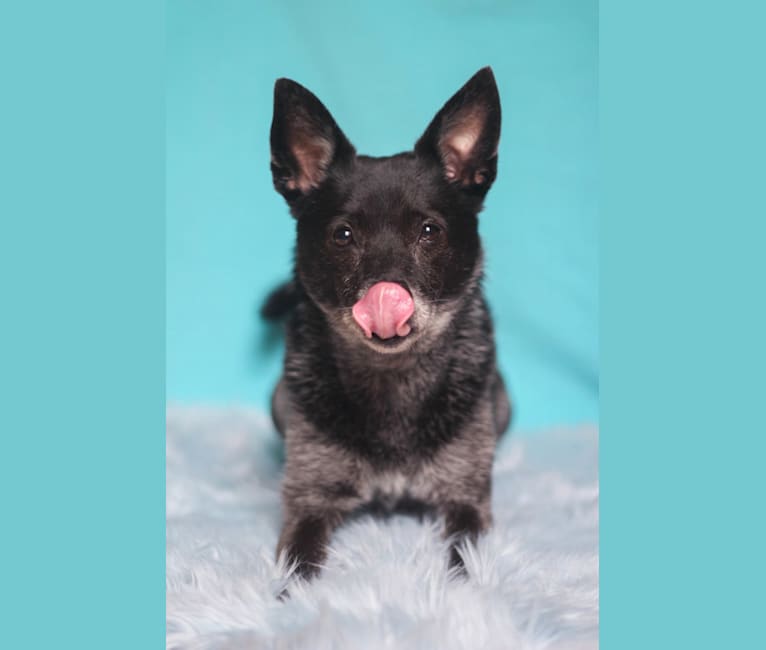 Photo of Bolt, an American Eskimo Dog, Maltese, Pekingese, and Mixed mix in Slovenija