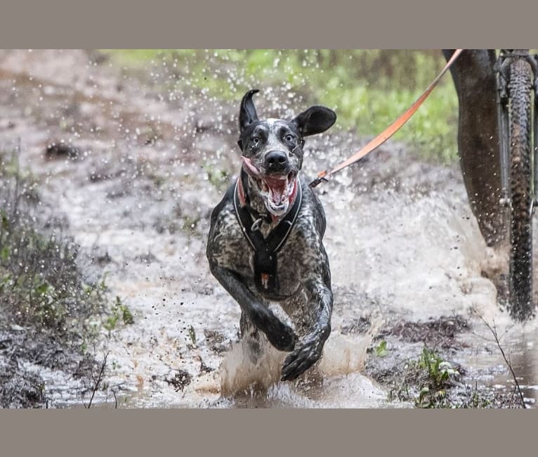 Skadi, a German Shorthaired Pointer and Alaskan-type Husky mix tested with EmbarkVet.com