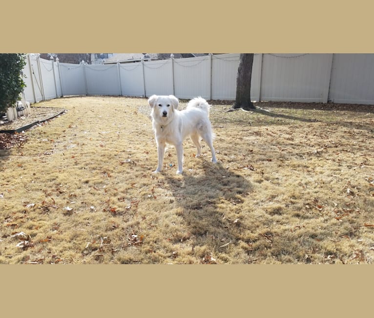 Luca, a Great Pyrenees and Pomeranian mix tested with EmbarkVet.com