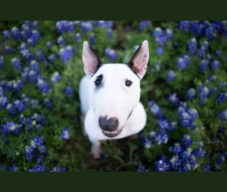 Custard, a Miniature Bull Terrier tested with EmbarkVet.com