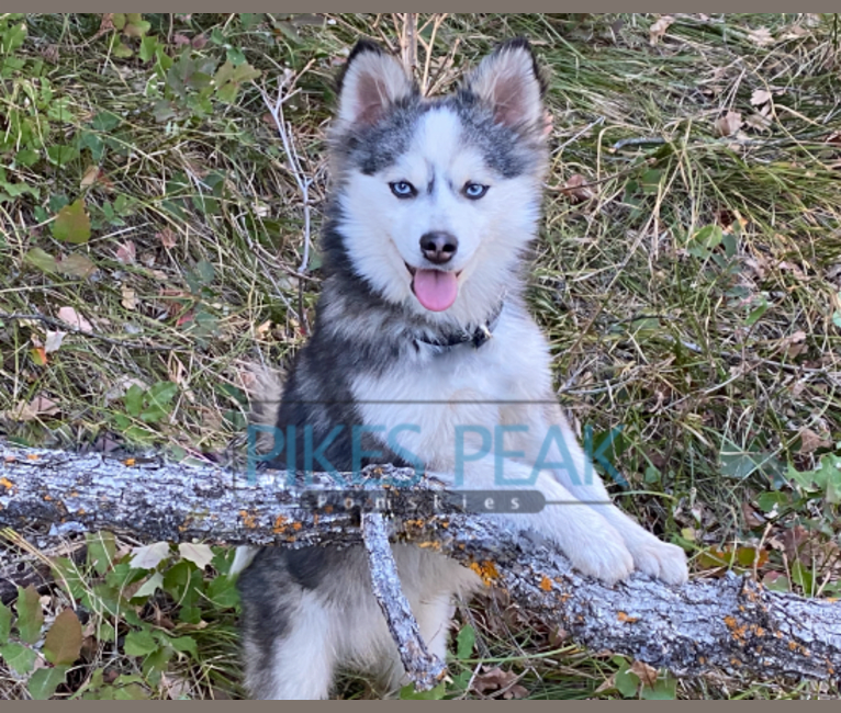 Force, a Pomeranian and Siberian Husky mix tested with EmbarkVet.com