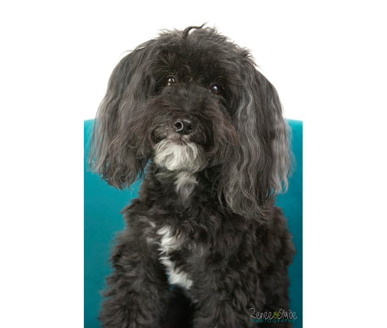 embark dog dna test breed