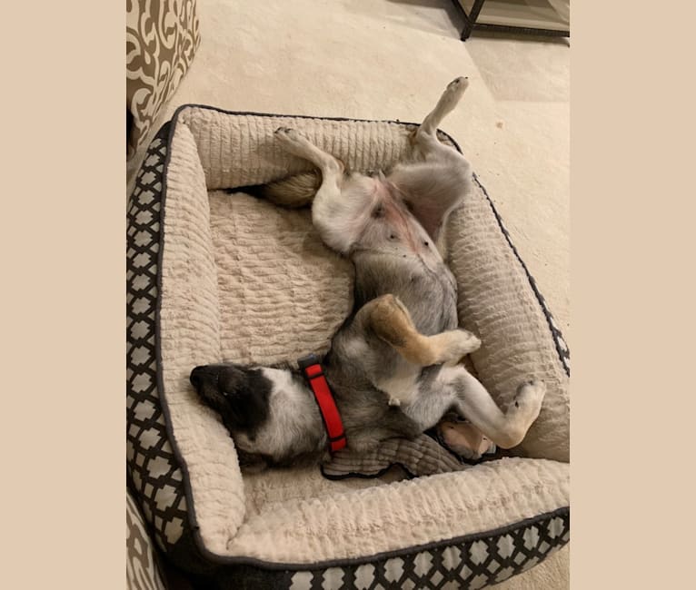 Embark Dog DNA Test Breed