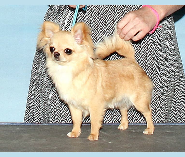 Wonder, a Chihuahua tested with EmbarkVet.com