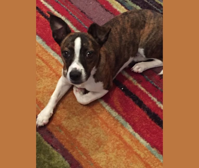 Boston terrier shepherd mix clearance