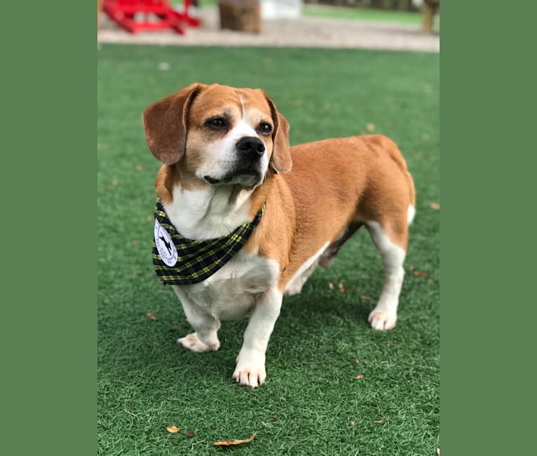 Emmett, a Beagle and Pekingese mix tested with EmbarkVet.com