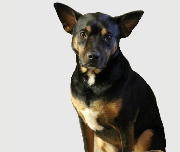 Argo, a Staffordshire Terrier and Labrador Retriever mix tested with EmbarkVet.com