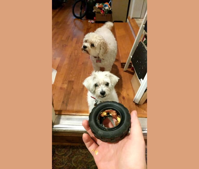 Sammy, a Poodle (Small) and Miniature Schnauzer mix tested with EmbarkVet.com