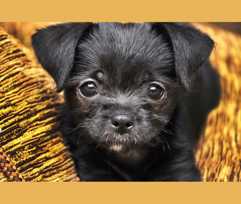 Tooter Bean, a Chihuahua and Poodle (Small) mix tested with EmbarkVet.com