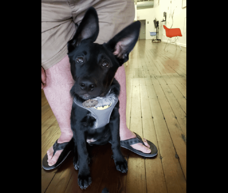 Ace, a German Shepherd Dog and American Pit Bull Terrier mix tested with EmbarkVet.com