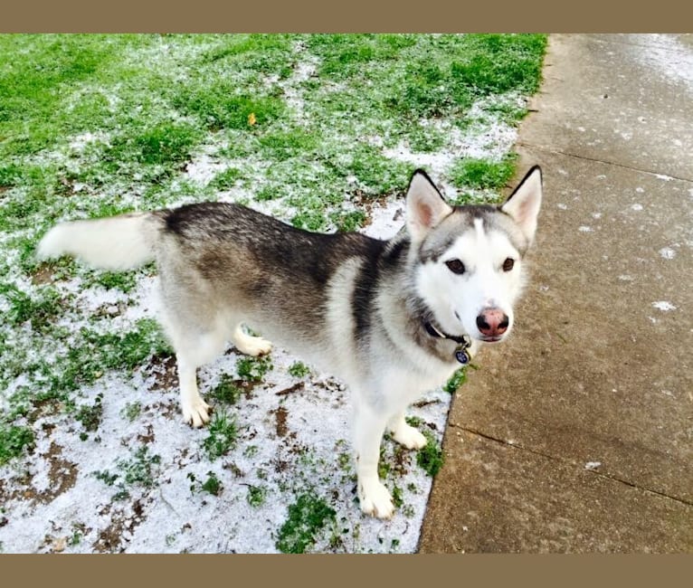 Chamo, a Siberian Husky and Alaskan Malamute mix tested with EmbarkVet.com