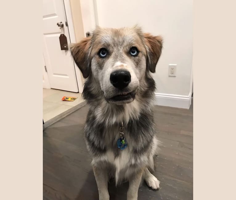 Tyson, a Golden Retriever and Siberian Husky mix tested with EmbarkVet.com