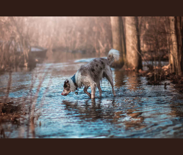 Spurs N Ashes, a Border Collie tested with EmbarkVet.com