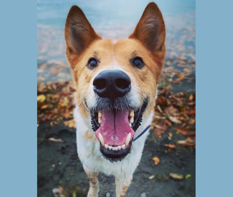 Deo, a Chow Chow and Australian Cattle Dog mix tested with EmbarkVet.com