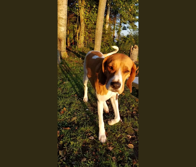embark dog dna test breed