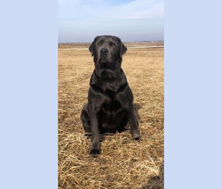 Annie, a Labrador Retriever tested with EmbarkVet.com