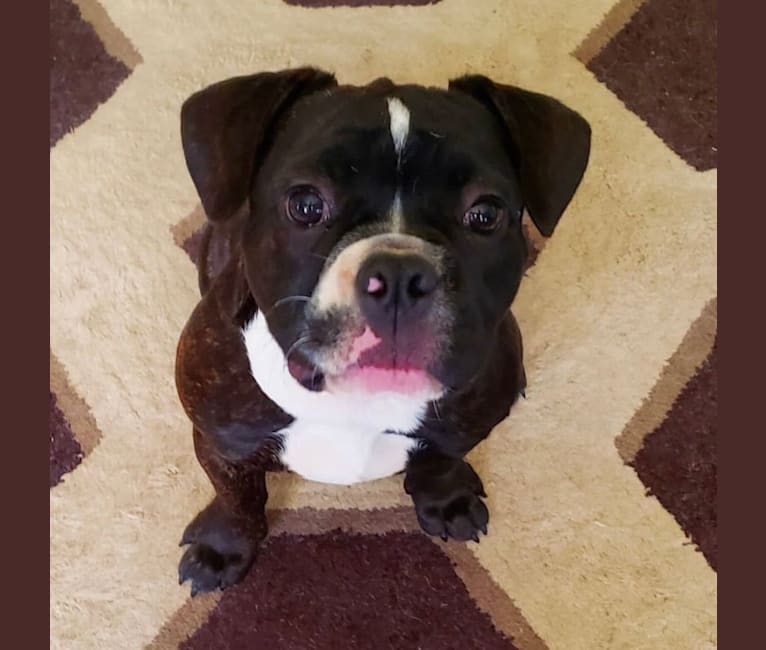 Photo of Spider, a French Bulldog and Bulldog mix in Griffin, GA, USA