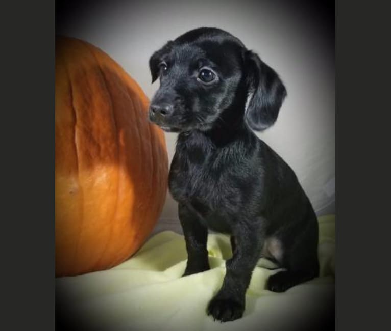 cocker spaniel chihuahua mix