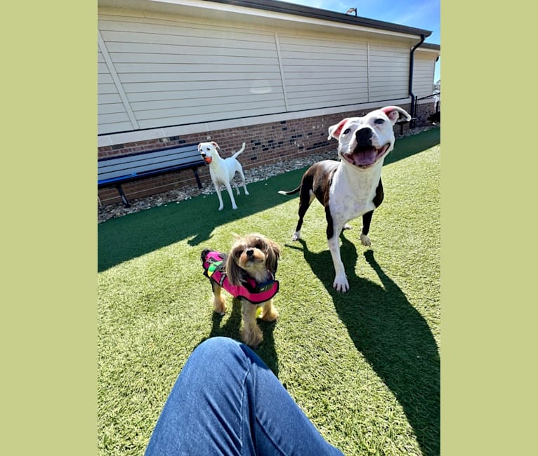 Tiptoe, an American Pit Bull Terrier and Great Pyrenees mix tested with EmbarkVet.com