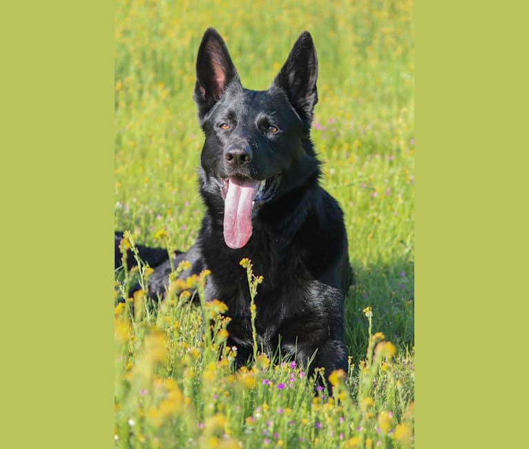 Onyx, a German Shepherd Dog tested with EmbarkVet.com