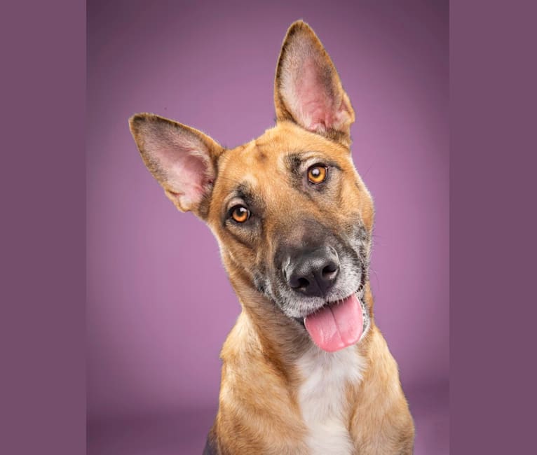 Kya, a German Shepherd Dog and American Pit Bull Terrier mix tested with EmbarkVet.com