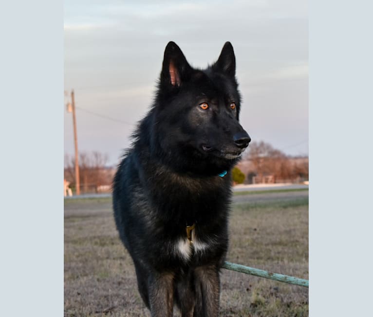 embark dog dna test breed