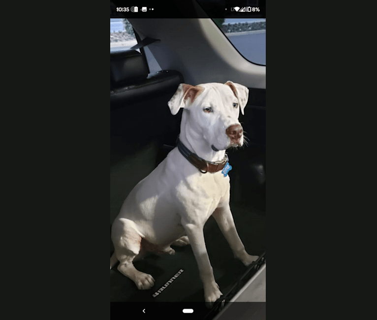 Photo of Goose, an American Pit Bull Terrier, Chow Chow, and Mixed mix in Texas, USA