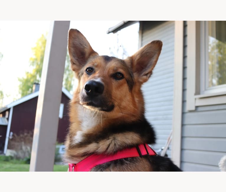 Poju, a Central Asian Village Dog tested with EmbarkVet.com