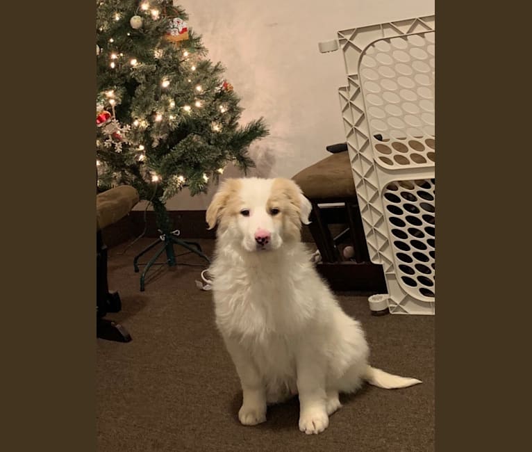 Cupid, a Golden Retriever and Great Pyrenees mix tested with EmbarkVet.com