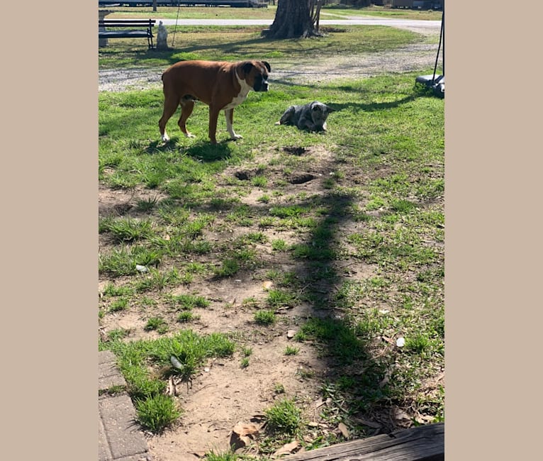 Chomp, an Australian Cattle Dog tested with EmbarkVet.com