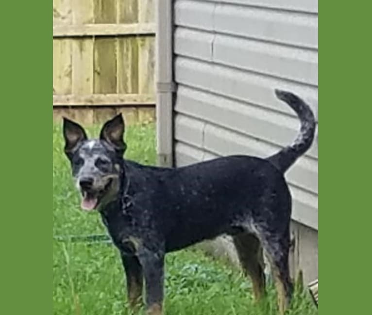 Leopold, an Australian Cattle Dog and Brittany mix tested with EmbarkVet.com
