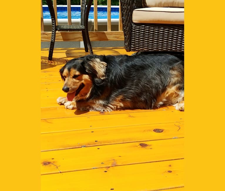 Photo of Buddy, a Dachshund, Beagle, Lhasa Apso, and Mixed mix in Arkansas, USA
