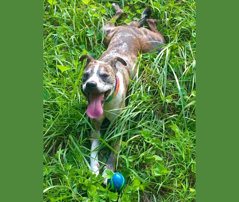 Hammer, a Boston Terrier and Australian Cattle Dog mix tested with EmbarkVet.com