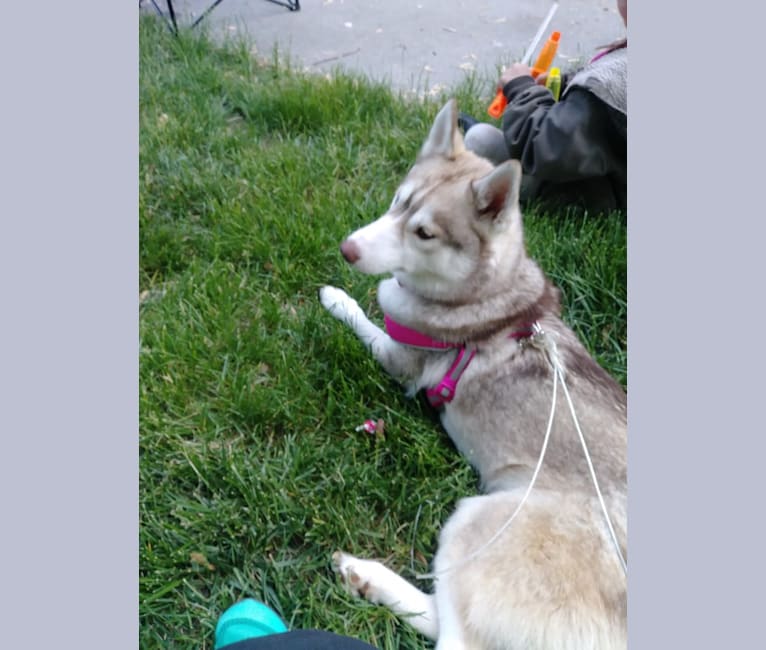 Freyja, a Siberian Husky tested with EmbarkVet.com